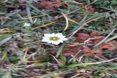 Gentiana leucomelaena